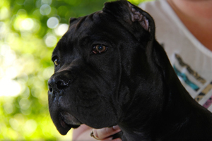 cane corso puppies for sale